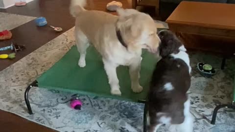 Golden Retriever And Springer Spaniel Brother Playing With a Shark Toy! Part 1! #shortsviral