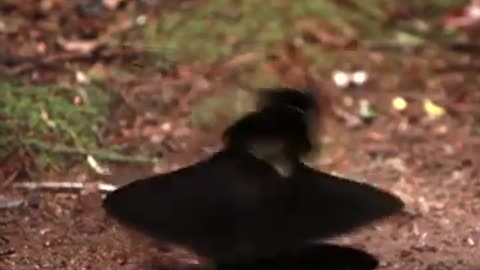 Dancing Bird Create Skirt With His Feathers #shorts #viral #shortsvideo #video
