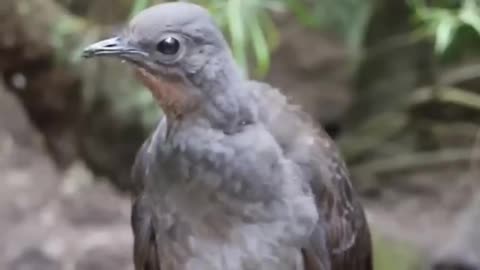 The Lyrebird: A Master Mimic with a Songbird Symphony!