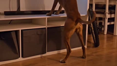 Puppy trying to catch lizard & nearly breaks the TV