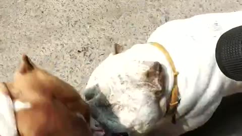 American Bully fight in street of New Delhi. [Dogs fights] [ Angry American Bully]