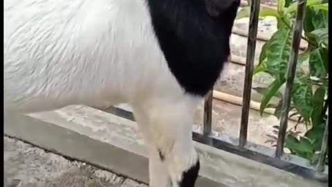 Goat For Everthing