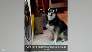 Normal Dogs vs Huskies🤣 Funny Animals Videos 2024