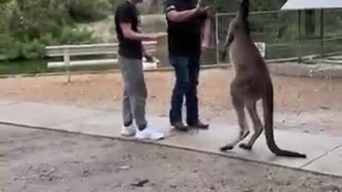 Kangaroo attacks