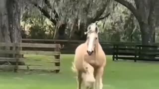 Horse playing with a ball