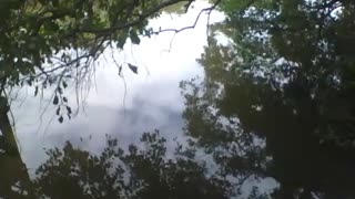 Filming the mangrove at the science museum, beautiful mangrove [Nature & Animals]