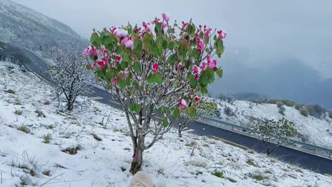 When shall we meet again? Show you snow, spring snow, cold azaleas and snow