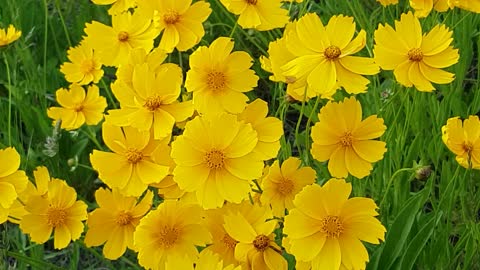 Yellow flower2020