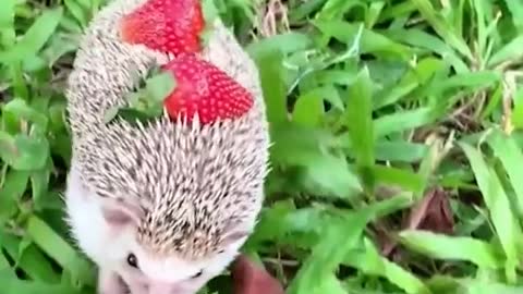 The hedgehogs ruffled their feathers to defend themselves. So cute ! 😍😘🦔🦔🦔