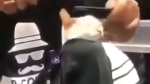 Cat Getting A Fresh Fade at the Barbershop
