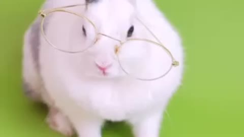 Funny rabbit pretending to read