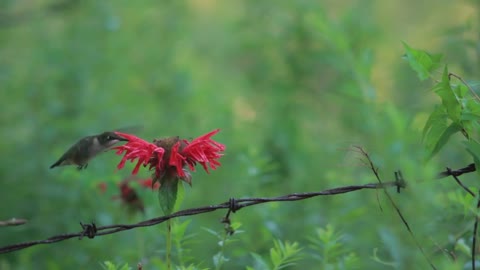 Hummingbird In Slow Motion Hummingbird 🌴🌴