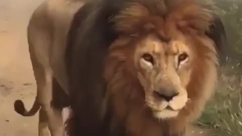 King of the Jungle