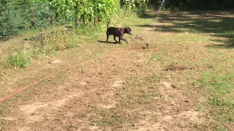 Pitty vs Sprinkler