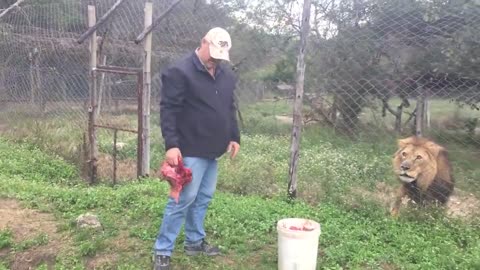 Feeding an angry, injured lion in Africa ...Songwriter, Gary J Hannan