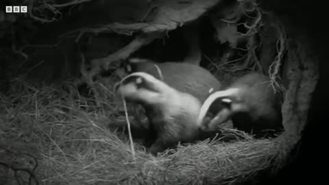 It's a Badger Brawl Natural World Badgers - Secrets Of The Sett BBC Earth