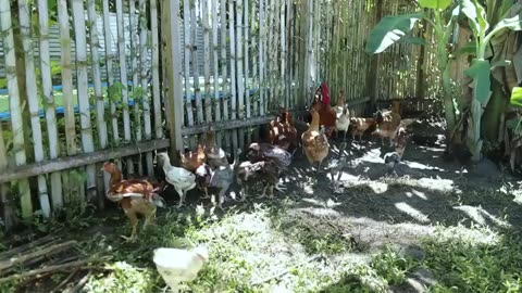 My 1 Hectare Farm of Freerange Chickens What is A Freerange Chicken Farm How does it Work