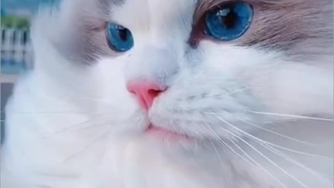 FUNNY CAT - BLUE EYES CAT