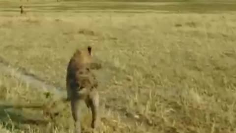 Ostrich chases down hyena