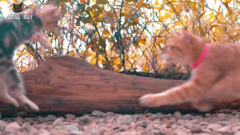 4K Quality Animal Footage - Cats and Kittens Beautiful Scenes Episode 8 | Viral Cat