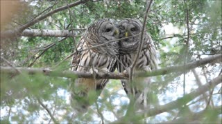 Barred Owl courtship...