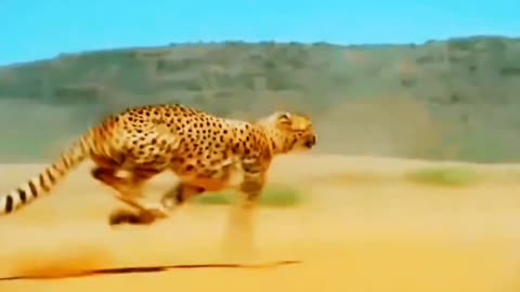 Cheetah speed.