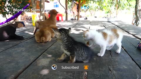 Adorable Puppies and Cute Kittens Meet for the VERY FIRST TIME!