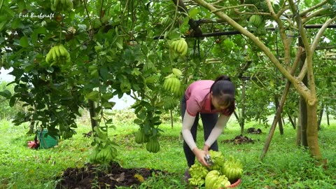 Harvesting fruit