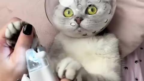 Cute cat cutting nail 😜