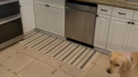 Golden retriever growls at the stove.