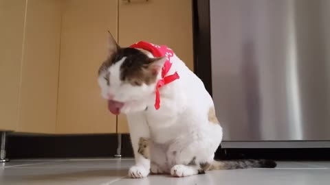 Cute and Funny Cat Video Compilation 😂😂🐈🐈