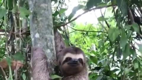 How adorably grateful this Sloth is after man helps him cross road! 🥰