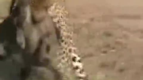 Леопард прыгает на бородавочника