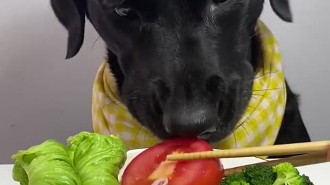 Dogs eating vegetables gerin slate