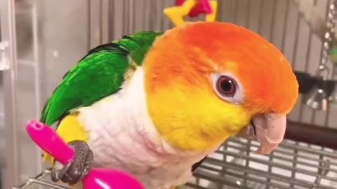 Funny parrot video