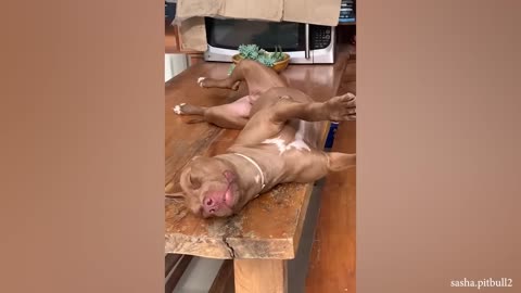 Any problems, dude? Funny videos with Pitbull dogs 🐶