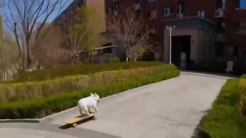 Bulldog Skateboarding