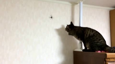 cat and spider