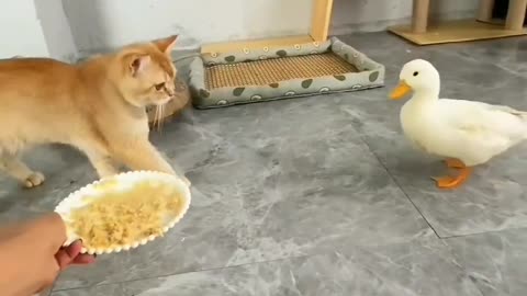 Duck and cat fighting