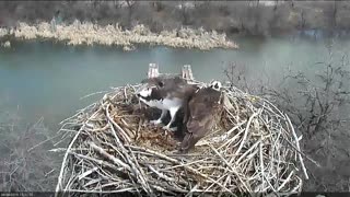 Osprey protecting her eggs from hail storm captures hearts ahead of Mother's Day