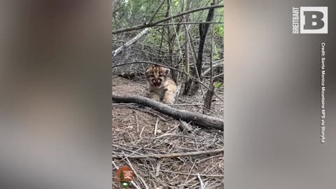 Playful Mountain Lion Cubs Practice Precious Baby Roars