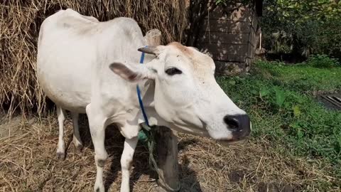 Cow Mooing In A Rural Village Area _ Eight Cow Voice Sound Once By Once In Our Village