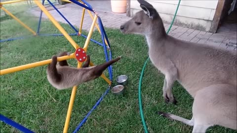 Baby Sloths and A Kangaroo