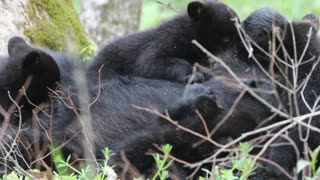 Bear Cubs Nursing