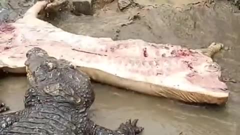 Funny Crocodile Eating Bacon...