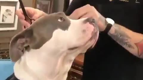 Pitbulls are angel babies - Cute Dog