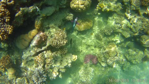 Koralen im Roten Meer