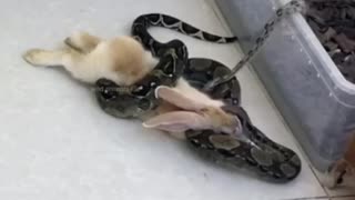 Snake versus rabbit