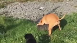 dogs playing in yard