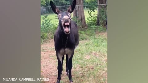 The FUNNIEST Animal Videos of 2024! DON'T LAUGH CHALLENGE